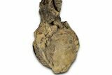 Fossil Sauropod (Apatosaurus) Vertebra - Bone Cabin Quarry #358789-9